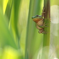 Rainette méridionale (Hyla meridionalis)