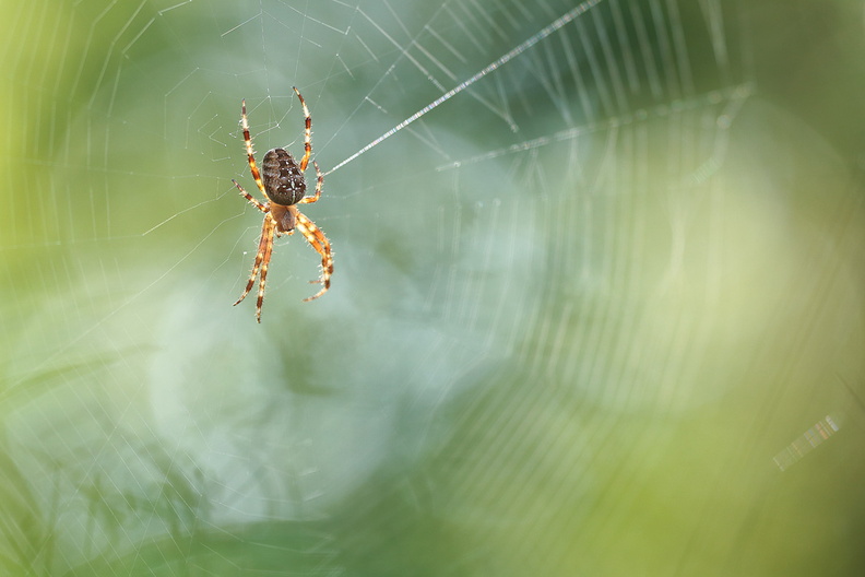 2016-08-28-Araignee-Epeire-serie2-(3).jpg