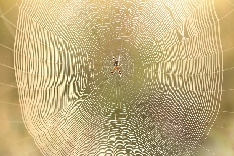 Macro-Araignee-Epeire-Toile-Rosee-2018-07-22-(17).jpg