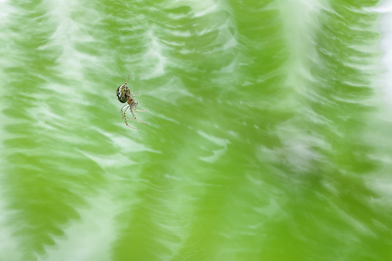 Macro-Araignee-Fougeres-2018-05-29-(3-ret).jpg