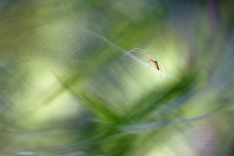 Macro-Araignee-Herbes-2018-06-09-(4-ret) (2).jpg