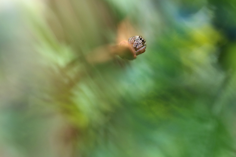 Macro-Araignee-Salticidae-Loin-2018-05-30-ret.jpg