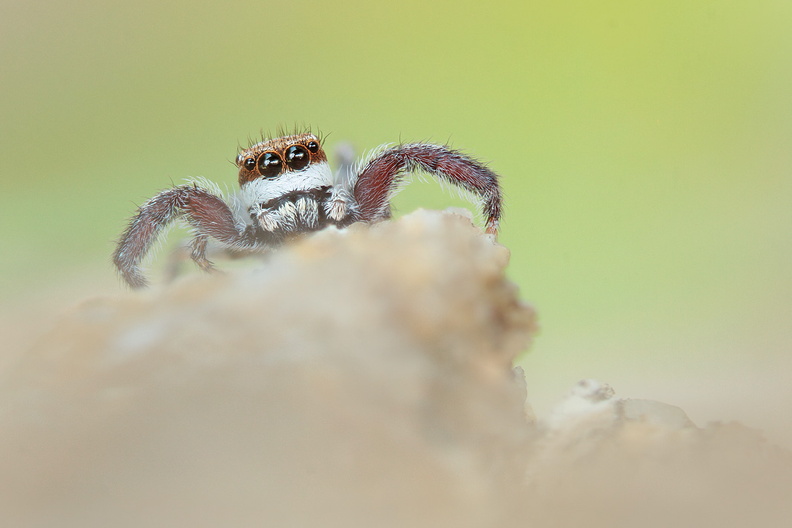 Macro-Araignee-Salticidae-Promontoir-face-2018-05-23-(0stack-ret).jpg