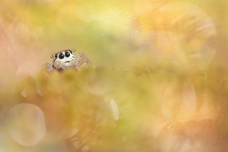 Macro-Araignee-Saltique-Blanche-S1-2019-10-04-(0-stack) (1-ret3).jpg