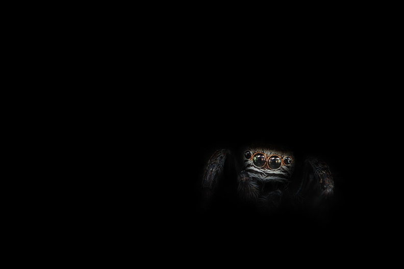 Macro-Araignee-Saltique-Dark-2019-10-07-s1-(-0stack)-(1-retd2).jpg