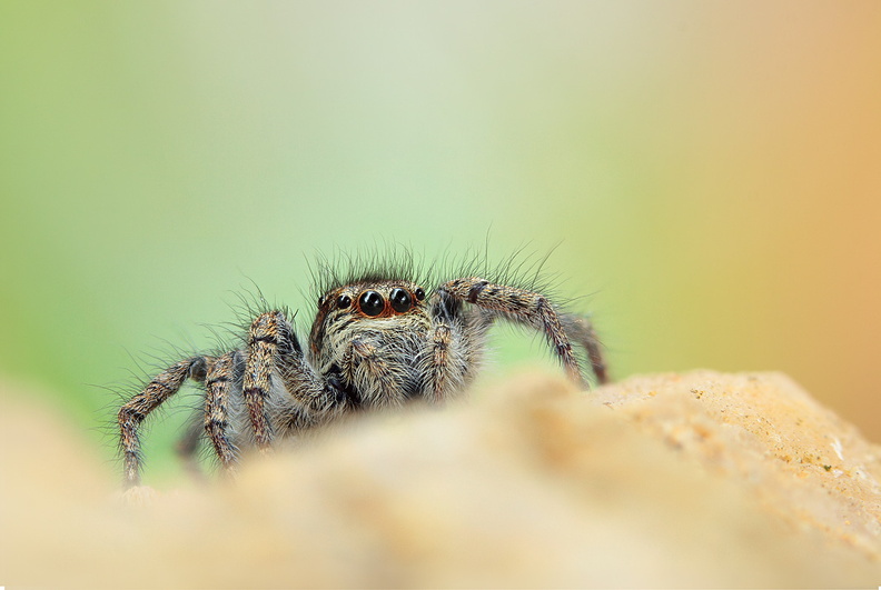 Macro-Araignee-Saltique-Portrait-biais-2018-05-20-(0stack-ret).jpg