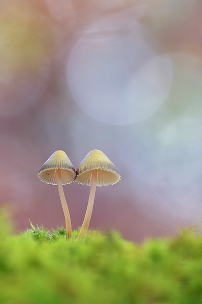 2017-10-23-Macro-Champignon-duo-flare-(0stack).jpg