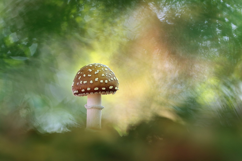 Macro-Champignon-Amanite-Panthere-claire-2018-10-30-(0stack-ret2).jpg