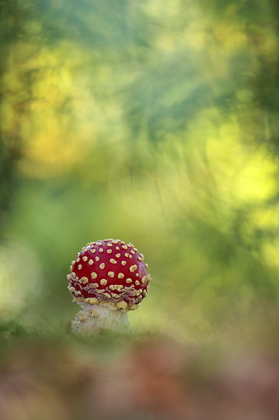 Macro-Champignon-Amanite-Tue-Mouche-Boule-s3-2018-10-30-(0stack-ret2).jpg