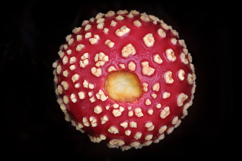 Macro-Champignon-Amanite-Tue-Mouche-Cratere-2019-11-17-(0stack-ret).jpg