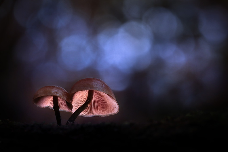 Macro-Champignon-Lumiere-Dark-S1-2019-11-25-(0stack-ret2).jpg
