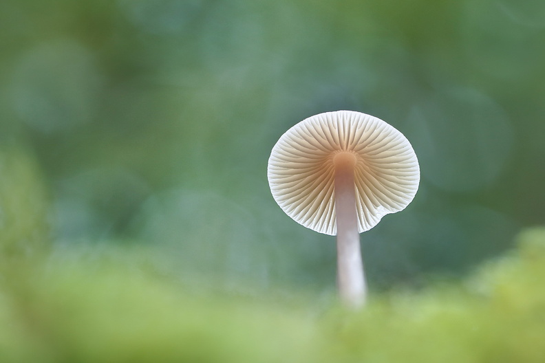 Macro-Champignon-Soucoupe-2018-10-21-(0stack-ret).jpg