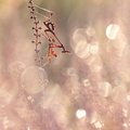 Diablotin, larve d'Empuse commune (Empusa pennata)