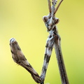Diablotin, larve d'Empuse commune (Empusa pennata)