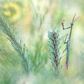 Empuse commune (Empusa pennata) mâle