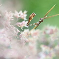 Empuse commune (Empusa pennata) mâle