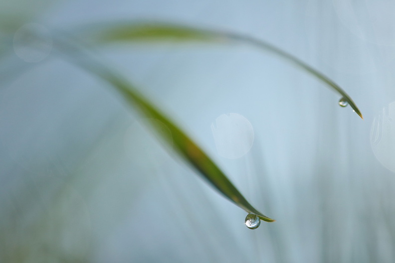2017-01-29-Macro-Herbe-goutte-(1).jpg