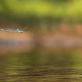 Naïade aux yeux bleus (Erythromma lindenii)