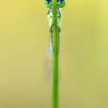 Agrion élégant (Ischnura elegans)