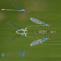 Naïade au corps vert (Erythromma viridulum)