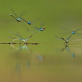 Naïade au corps vert (Erythromma viridulum)