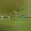 Naïade au corps vert (Erythromma viridulum)