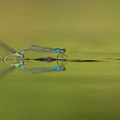 Naïade au corps vert (Erythromma viridulum)
