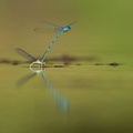 Naïade aux yeux bleus (Erythromma lindenii)