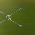 Naïade au corps vert (Erythromma viridulum)