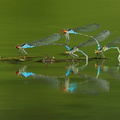 Naïade au corps vert (Erythromma viridulum)