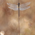 Sympétrum à nervures rouges (Sympetrum fonscolombii)