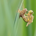 Libellule à quatre taches (Libellula quadrimaculata), émergence