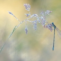 Naïade aux yeux bleus (Erythromma lindenii)
