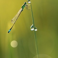 Agrion élégant (Ischnura elegans)