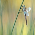 Anax napolitain (Anax parthenope) mâle