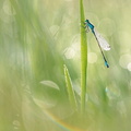 Agrion élégant (Ischnura elegans)