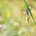 Anax napolitain (Anax parthenope) femelle