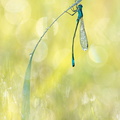 Agrion élégant (Ischnura elegans)