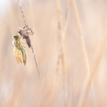 Libellule à quatre taches (Libellula quadrimaculata), émergence