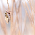 Libellule à quatre taches (Libellula quadrimaculata), émergence