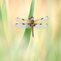 Libellule à quatre taches (Libellula quadrimaculata)
