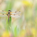 Libellule à quatre taches (Libellula quadrimaculata)