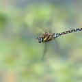 Aeschne mixte (Aeshna mixta) mâle