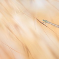 Agrion blanchâtre (Platycnemis latipes)