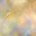 Agrion blanchâtre (Platycnemis latipes)