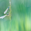 Agrion élégant (Ischnura elegans)