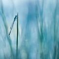 Agrion élégant (Ischnura elegans)