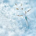 Agrion élégant (Ischnura elegans)