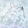 Agrion élégant (Ischnura elegans)
