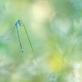 Agrion jouvancelle (Coenagrion puella) mâle
